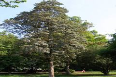 Heterophragma quadriloculare